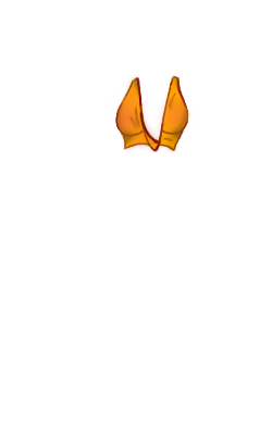 Neelayah